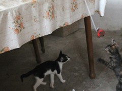 WM_fai da te gioco