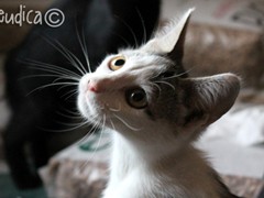 WM_gatto caravaggio