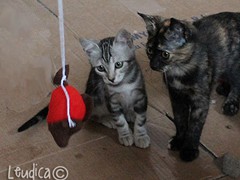 Giochi