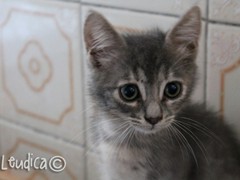 WM_grigetta bella