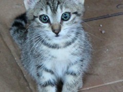Bella