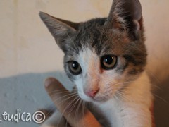 WM_micetto4