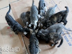 Pappa time