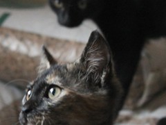 WM_profilo tabby