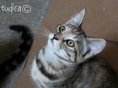 WM_tabby gray 1