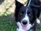 la bella Border Collie
