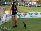 Concorrente #1: mini-pinscher