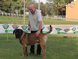 #15: Demon il cane corso