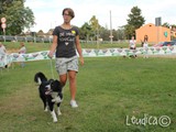 #20: la bella border collie