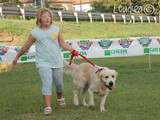 #23: il golden retriever