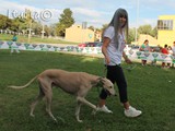 #24: il splendido galgo dalla Spagna