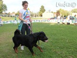 #25: Il rottweiler