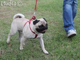 Un carlino pimpante