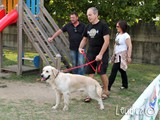 Un bel golden retriever
