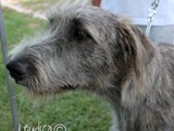 La bellissima Irish Wolfhound