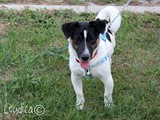 Un simpatico Jack Russell terrier