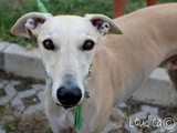 Un bel primo piano del galgo spagnolo