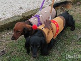Una renna bassotto!