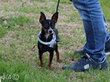 Jack: piccolo di taglia, grande temperamento! 