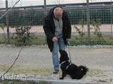 Seduto! Brava! Biscottino!
