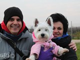 Una signorina Westie molto chic!