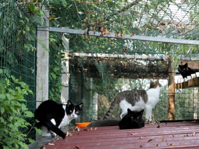 Scene gattesche