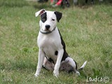 Amstaff