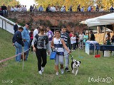 Bellissima Amstaff