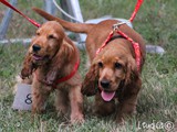cocker spaniels