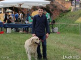 Un bel golden retriever