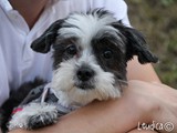 Shihtzu