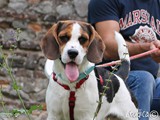 Toby