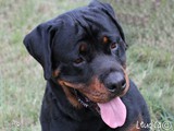 Tyson