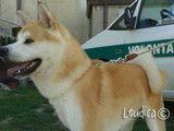 Un bellissimo Akita