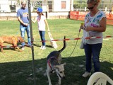 Anche lui viene dal canile di Merlara!
