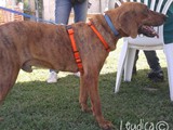 Tiger, il vincitore del premio "Cane dal Canile"