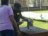 Vincitore del premio "Cane piu' dolce"