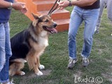 Vincitore del premio "Il cane piu' grosso"