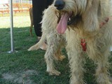 Jerry, felicemente adottato dal canile!