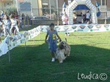 Un bel levriero afghano