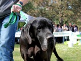 Il possente Rocco