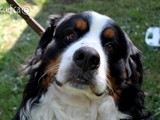 Un primo piano di Zeus