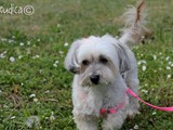 la dolce Chicca