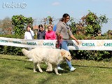 Rudy pastore maremmano con Jennifer