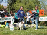 Fiocco pastore australiano con Enrico