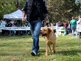Argo, labrador, con Simone