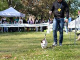 Ginger, Jack Russel Terrier, con Mattia