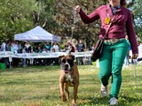 Una bellissima boxer