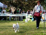 Un Westie
