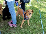 Pippo con un bel foulard